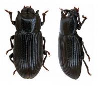 Antimachus sp2