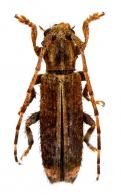 Bisaltes (Bisaltes) pulverus  (Bates, 1866)