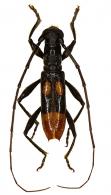 Thoracibidion kawense  Audureau & Tavakilian, 2025
