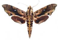 Hemeroplanes ornatus  Rothschild, 1894