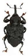 Heilipodus cratosomoides  Pascoe, 1881