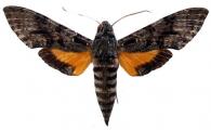 Isognathus menechus  (Boisduval, 1875)