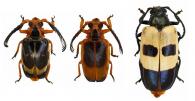 Nicias alurnoides  (Thomson, 1857) ♂ (var.)  & ♀
