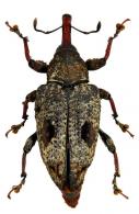 Heilipodus celsus  Boheman, 1836