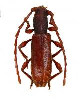 Piezocerini Gen sp G101