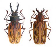 Macrodontia cervicornis  (Linnaeus, 1758)♂ & ♀