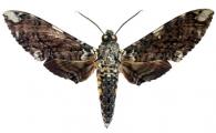 Manduca dalica dalica  (Kirby, 1877)