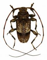 Tropidozineus impensus  Monné & Martins, 1976