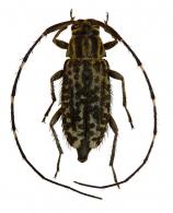 Acanthocinini Gen sp G428