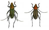 Chrysoprasis abyara  Napp & Martins, 1998  ♂ & ♀
