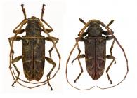 Oreodera curvata   Martins & Monné, 1993  ♂ & ♀