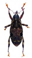 Zygops histrio  (Boheman, 1838)
