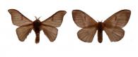 Hylesia teratex   Draudt, 1929 ♂ & ♀