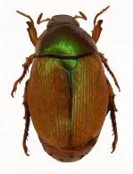 Anomalini Gen sp1