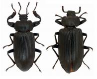 Tauroceras rugosicollis  (Pic, 1913) ♂ & ♀