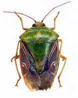 Pentatomidae Gen sp4