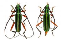 Mionochroma tavakiliani Juhel & Dalens, 2017  ♂ & ♀