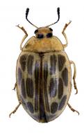 Iphiclus (Habrodactylus)  oblogonotatus (Lacordaire, 1842)