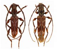 Ozodes infuscatus  Bates, 1870  ♂ & ♀