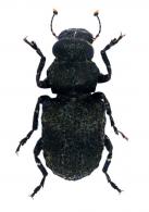 Antrhibinae Gen sp11