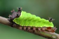 Limacodidae Gen sp