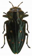 Chrysobothris dilaticollis Kerremans, 1897