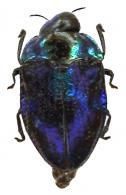 Leiopleura sp2