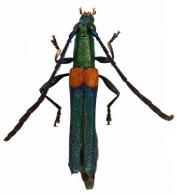 Chrysaethe smaragdina  Bates, 1870