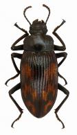 Sthenoboea yvineci  Gonzales, 2015