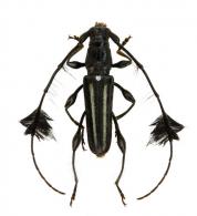 Cosmisoma sp G122