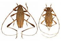 Anisopodus phalangodes  (Erichson, 1847)  ♂ & ♀