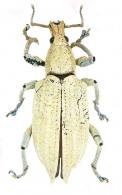 Compsus lacteus  (Fabricius, 1781)