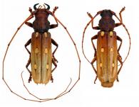Cocoderus guianensis Tavakilian & Monné, 2002  ♂ & ♀