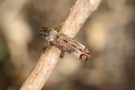 Cyclicasta terminata