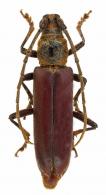 Sphallotrichus puncticolle puncticolle   (Bates, 1870)
