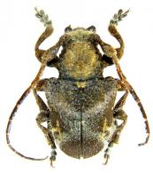 Cristaerenea cognata (Pascoe, 1859)
