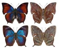 Memphis laertes (Cramer, 1775)  ♂ & ♀
