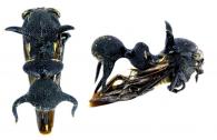 Heteronotus nigrogiganteus Boulard, 1980  ♀