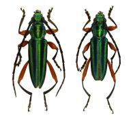 Xystochroma touroulti Juhel & Dalens, 2017  ♂ & ♀