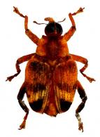 Conoderinae Gen sp50