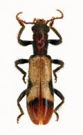 Cleridae Gen sp13