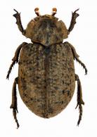 Omorgus (Omorgus) suberosus ? (Fabricius, 1775)