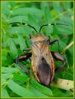 Coreidae Gen sp imago 