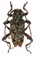Aegoschema peruvianum ?   Lane, 1973