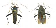 Nematopus sp1 ♂ & ♀