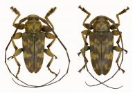 Oreodera simplex  Bates, 1861  ♂ & ♀