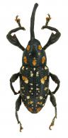 Heilipodus polyguttatus (Hustache, 1938)