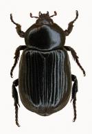 Platyphileurus felscheanus  Ohaus, 1910