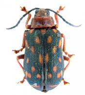 Galerucinae Gen sp1