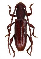 Piezocerini Gen sp G96